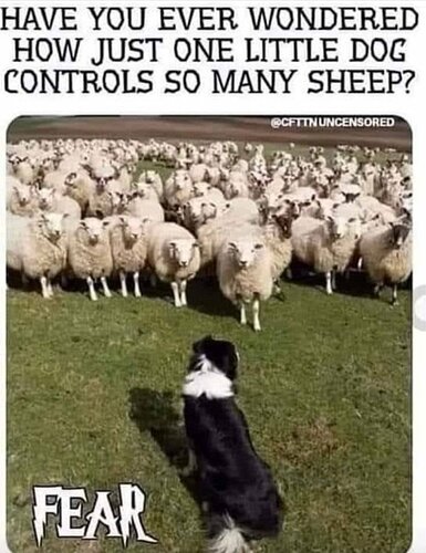 Sheepdog