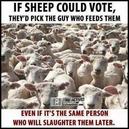 SheepVoteSlaughter