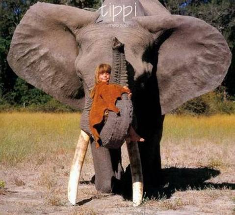 Tippi11